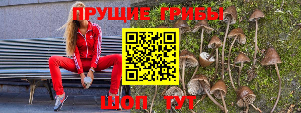 Галлюциногенные грибы прущие грибы  купить наркоту  Дальнегорск  Вход с VPN  Псилоцибиновые грибы Cubensis 